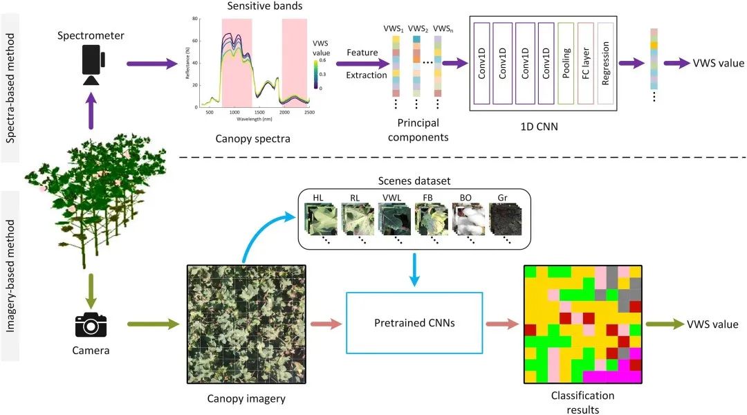 利用卷積神經(jīng)網(wǎng)絡(luò)從原位冠層圖像和光譜評估棉花黃萎病的嚴重程度