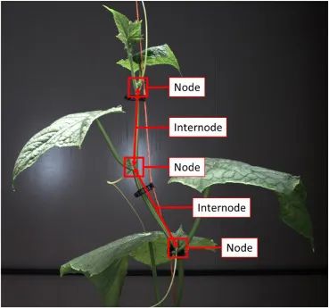 三維點(diǎn)云在數(shù)字植物表型分析中的附加價(jià)值——以黃瓜節(jié)間長(zhǎng)度測(cè)量為例