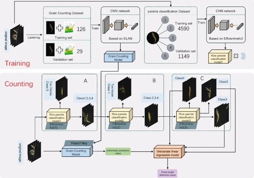 華中農(nóng)業(yè)大學(xué)宋鵬副教授團(tuán)隊(duì)：自然形態(tài)稻粒精確計(jì)數(shù)：一種基于圖像分類和物體檢測(cè)的方法