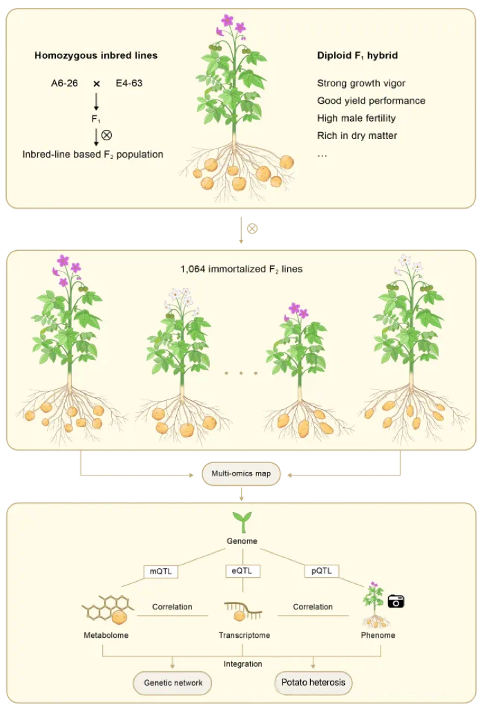 高通量表型組技術(shù)助力馬鈴薯育種突破：揭示雄性育性與產(chǎn)量遺傳機制